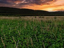 Raps mit Untersaat-Ansatz für regenerative Landwirtschaft?