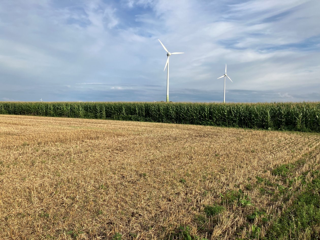 Maisbestand am 4. August 2024 im Landkreis Anhalt-Bitterfeld